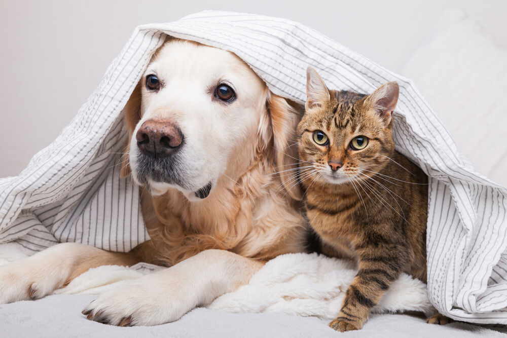 Veterinarian in North Brunswick, NJ